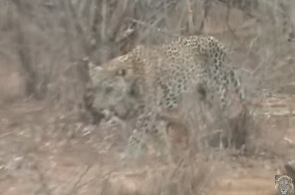 Un léopard curieux - Sputnik Afrique