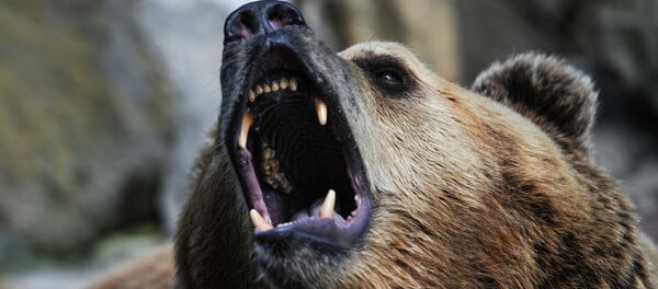 Kaliningrad Zoo - Sputnik Afrique