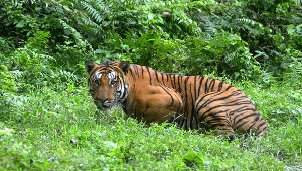 In this photograph taken on December 21, 2014, a Royal Bengal Tiger pauses in a jungle clearing in Kaziranga National Park, some 280kms east of Guwahati. - Sputnik Afrique
