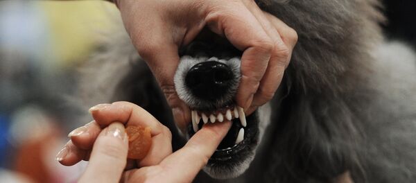 Шоу чемпионов РКФ Золотой ошейник 2013 - Sputnik Afrique