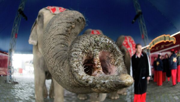 An elephant stretches its trunk towards the photographer's lens during a photo call at the Circus Charles Knie in Hanover, central Germany, on March 24, 2014. - Sputnik Afrique