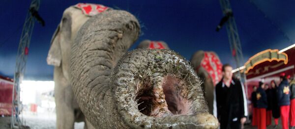 An elephant stretches its trunk towards the photographer's lens during a photo call at the Circus Charles Knie in Hanover, central Germany, on March 24, 2014. - Sputnik Afrique