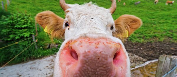 vache - Sputnik Afrique