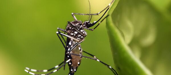 Aedes aegypti Aedes aegypti - Sputnik Afrique