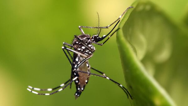 Aedes aegypti - Sputnik Afrique
