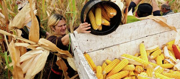 Maïs - Sputnik Afrique