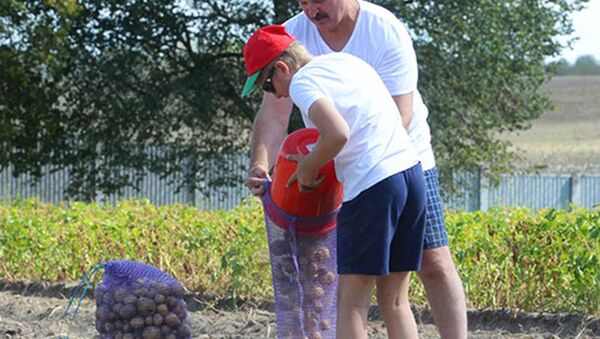 Alexandre Loukachenko ramasse des pommes de terre dans la résidence présidentielle Drozdi - Sputnik Afrique