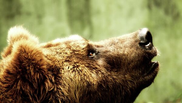 Un ours brun - Sputnik Afrique