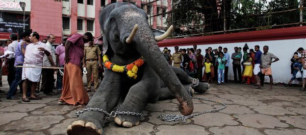 Eléphant enchaîné - Sputnik Afrique