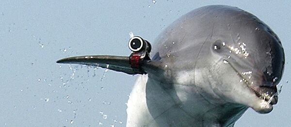 Un dauphin soldat - Sputnik Afrique