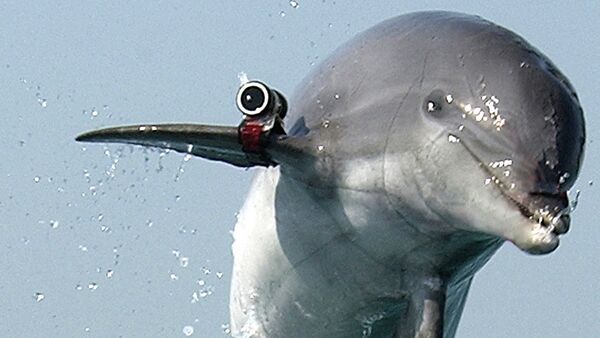 Un dauphin soldat - Sputnik Afrique