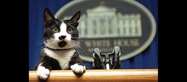 Chat de Bill Clinton - Sputnik Afrique