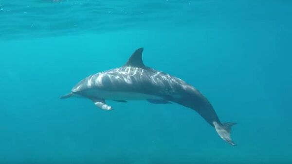 Un dauphin épris de plongeons - Sputnik Afrique