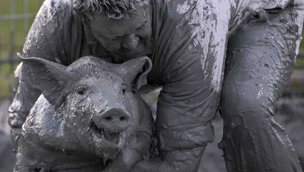 'Greased pig contest at the Festival du Cochon (Pig Festival) in Sainte-Perpetue - Sputnik Afrique