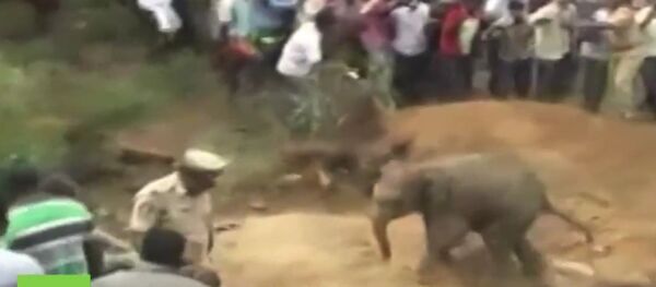Sauvetage d'un jeune éléphant tombé dans un puits en Inde - Sputnik Afrique