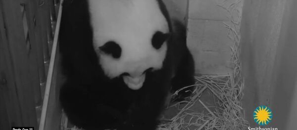 Un panda géant accouche après une fécondation in vitro - Sputnik Afrique