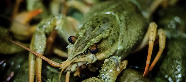 Une écrevisse - Sputnik Afrique