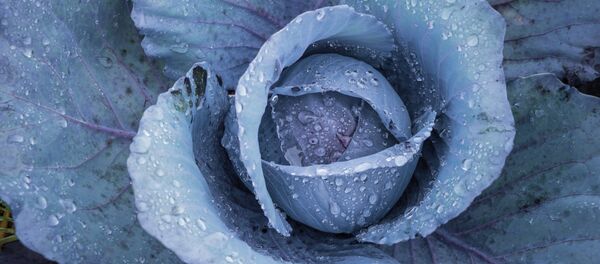 Сhou. Image d'illustration - Sputnik Afrique