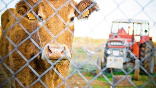 Корова на ферме в Испании - Sputnik Afrique