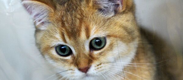 Chaton - Sputnik Afrique