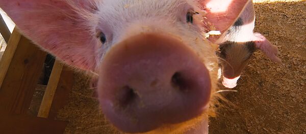 pig pig - Sputnik Afrique