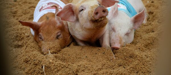 Petits cochons - Sputnik Afrique
