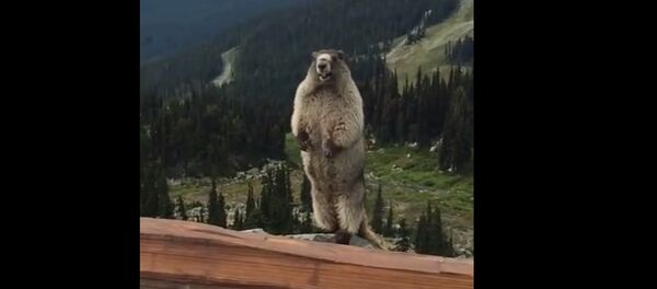 Le chant de la marmotte - Sputnik Afrique