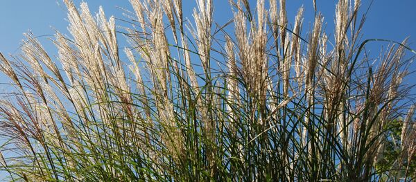 Miscanthus - Sputnik Afrique