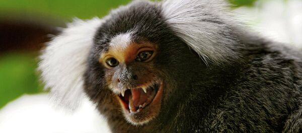 Singe. Image d'illustration - Sputnik Afrique