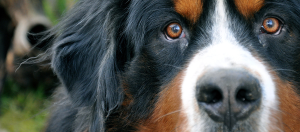 Сhien. Image d'Illustration - Sputnik Afrique