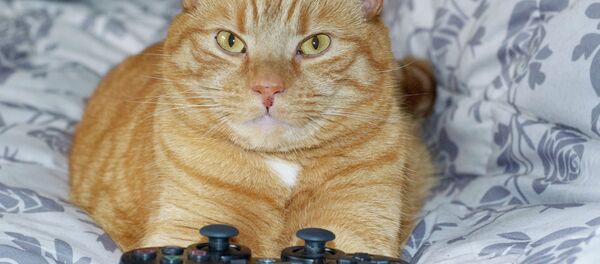 Un chat disparu depuis deux ans retrouvé… deux fois plus gros - Sputnik Afrique