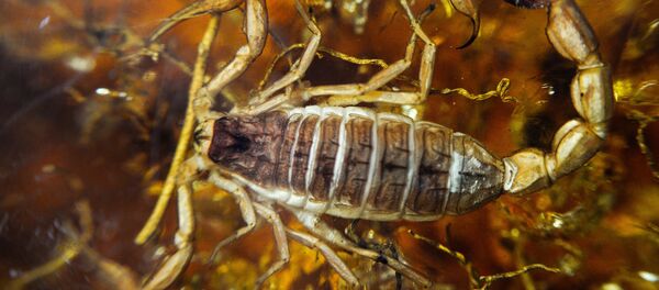 Scorpion - Sputnik Afrique