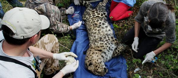 Центр реабилитации тигров в Приморье - Sputnik Afrique