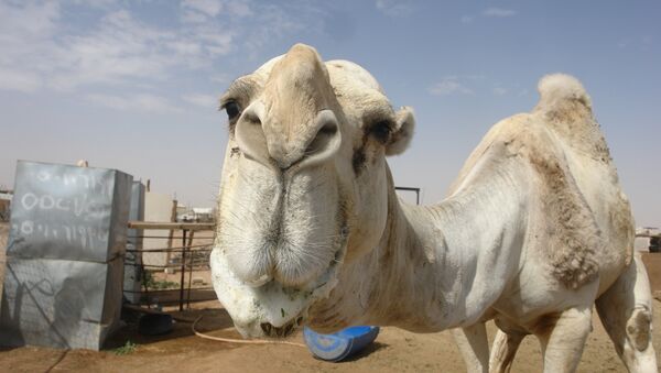 Au marché de chameaux à Riyad - Sputnik Afrique