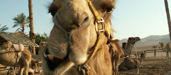 Сhameau. Image d'illustration - Sputnik Afrique