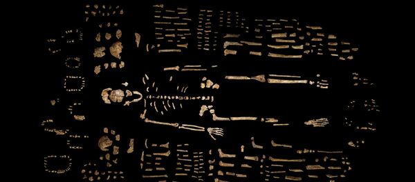 Un squelette fossilisé - Sputnik Afrique