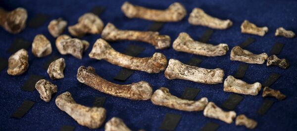 Homo naledi Homo naledi - Sputnik Afrique