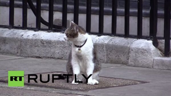 Un policier aide le chat de David Cameron à rentrer chez lui - Sputnik Afrique