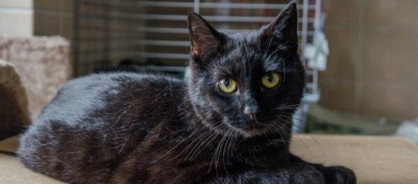 The cat Rademenes The cat Rademenes - Sputnik Afrique