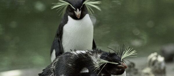 Pingouins - Sputnik Afrique