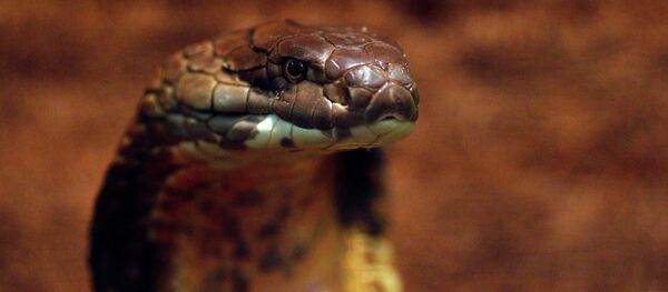 Un serpent - Sputnik Afrique