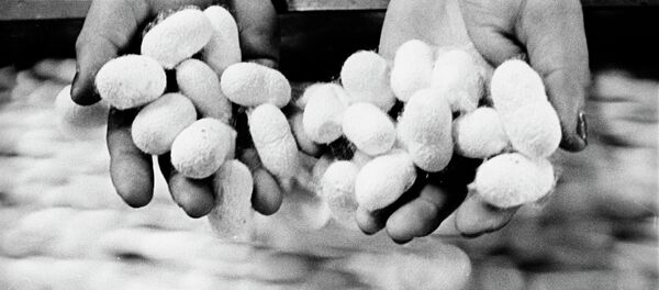 Cocons de ver à soie - Sputnik Afrique