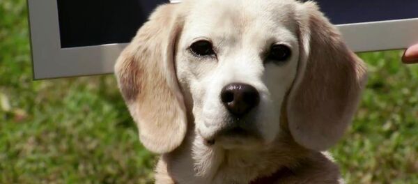 Le beagle Purin - Sputnik Afrique