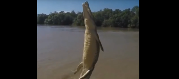 Les crocodiles savent aussi voler - Sputnik Afrique