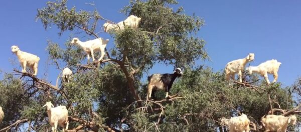 Des arbres à chèvres - Sputnik Afrique