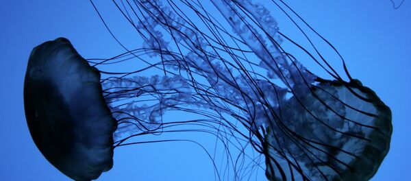 Méduse - Sputnik Afrique