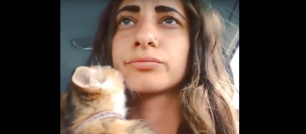 Un chat trop câlin empêche de conduire - Sputnik Afrique