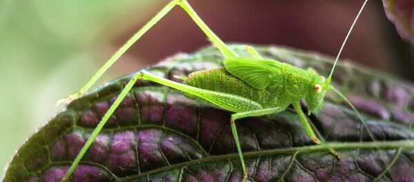 Sauterelle - Sputnik Afrique
