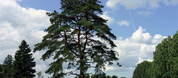 Un arbre Un arbre - Sputnik Afrique