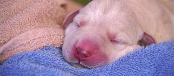 Comment dorment les animaux? - Sputnik Afrique